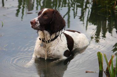 çalışma İngiliz springer spaniel suda yalan