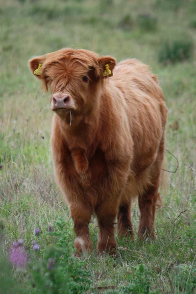 Vaca-das-montanhas castanha de pêlo comprido — Fotografia de Stock