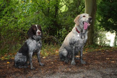 Dirty Gundogs sitting together clipart