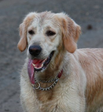 Muddy Golden Retriever clipart