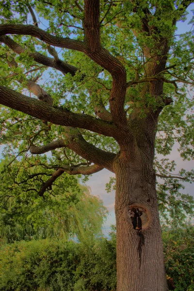 Detalhe da árvore — Fotografia de Stock