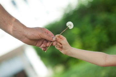 Hands and dandelion clipart