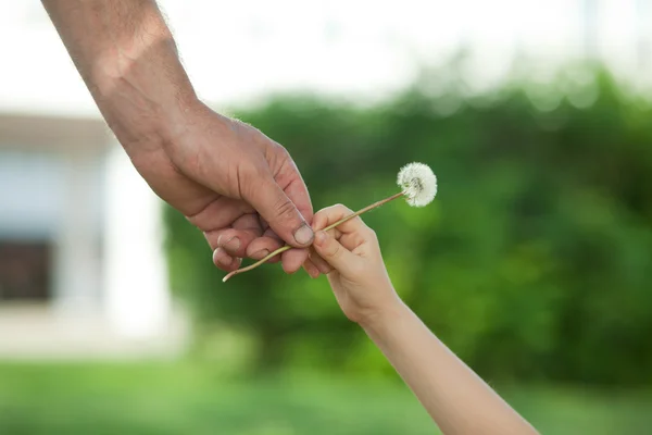 Hands and dandelion — Stock Photo, Image