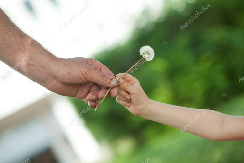 Hands and dandelion