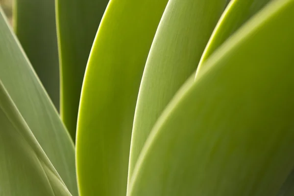 stock image Green leaves