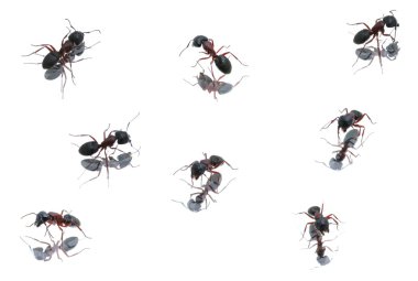 farklı pozisyonlarda siyah karıncalar