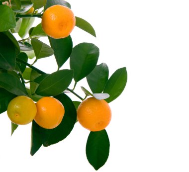 Little oranges tree clipart