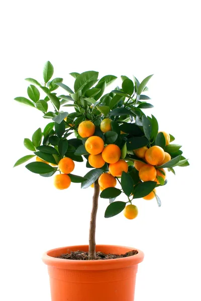 stock image Mandarin branch