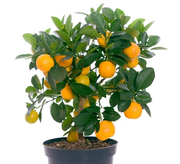 Pequeño árbol con naranjas — Foto de Stock