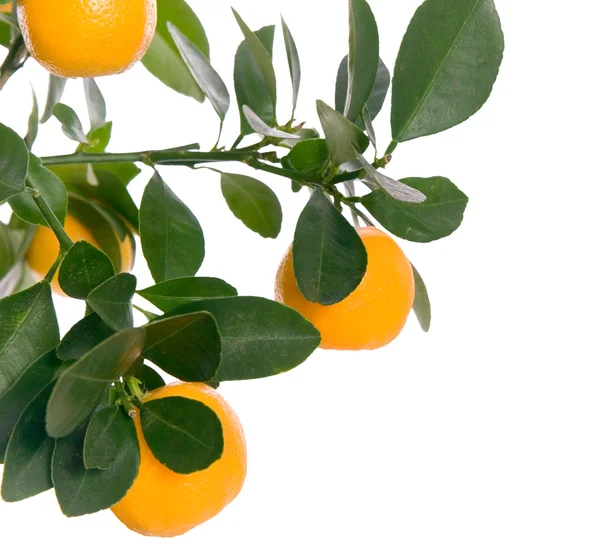 Makro mały pomarańczowy na drzewo — Zdjęcie stockowe