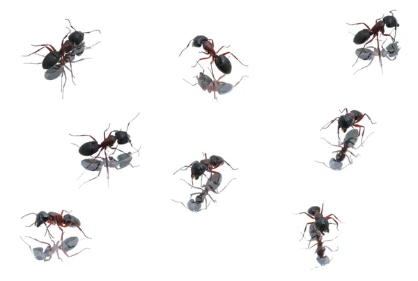 Hormigas negras en diferentes posiciones Fotos De Stock