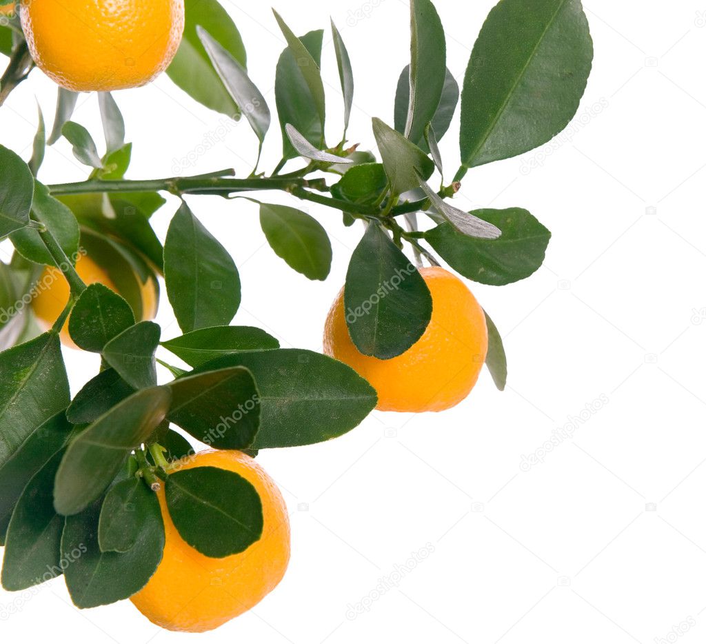 Macro small orange on tree