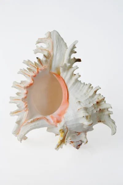 stock image Sea shell