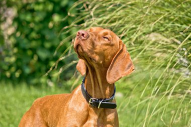 Macar vizsla, Macar işaretçi II poz