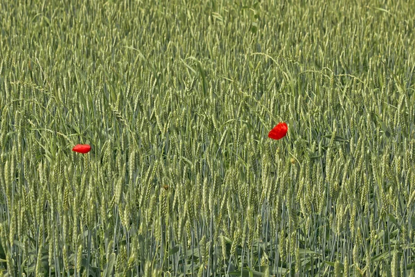 Zwei Mohn Blumen im Weizenfeld — Stockfoto