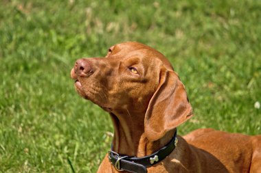 Macar vizsla, Macar işaretçi III poz