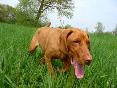 Macar vizsla, Macar işaretçi