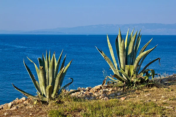 stock image Agave plants by the sea - aloe