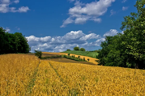 Hermoso campo de grano de oro en verano —  Fotos de Stock