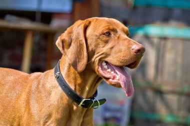 Hungarian vizsla, hungarian pointer posing clipart