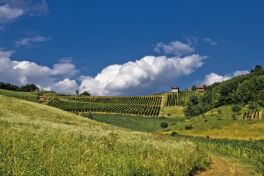 Springtime green idyllic hill with vineyard clipart