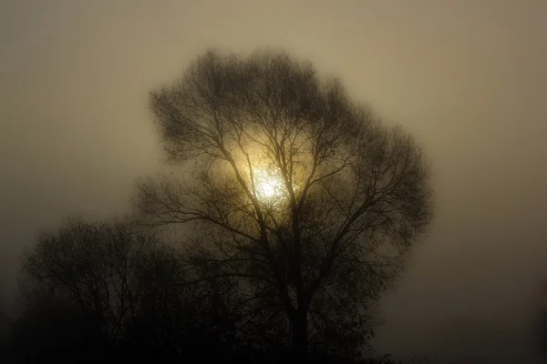 Sol en el árbol, mañana brumosa — Foto de Stock