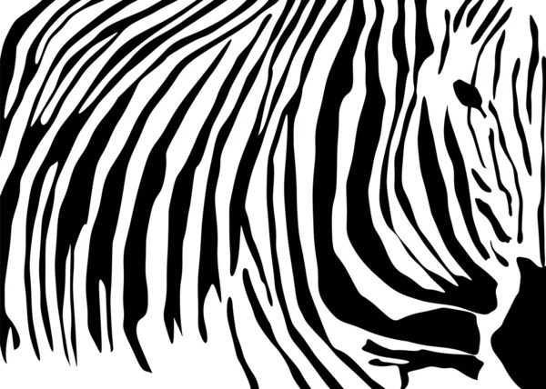 Pelle di zebra — Vettoriale Stock