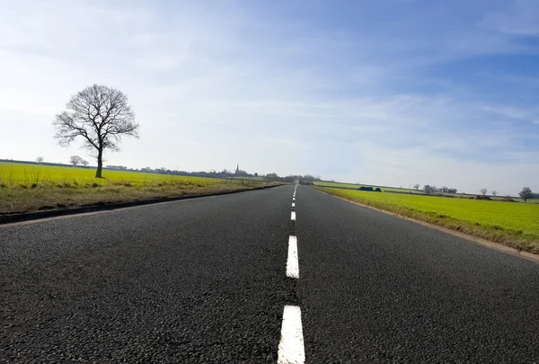 Tree and long road — Stock Photo, Image