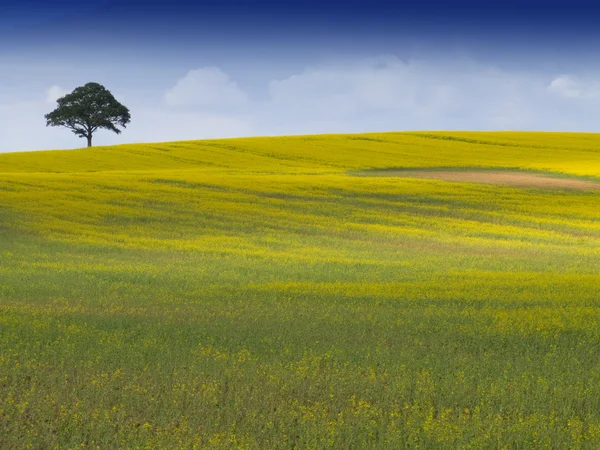 Rural English Landscape — Stock Photo, Image