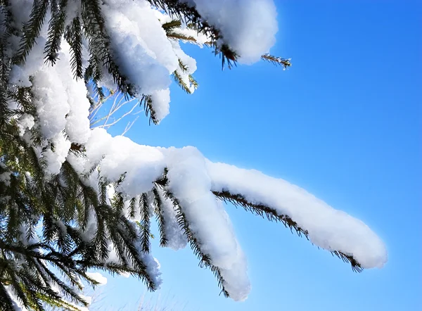 Snow on a Pine Tree Stock Photo
