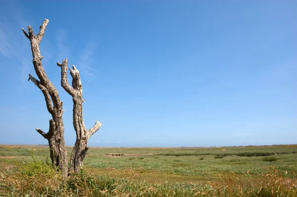 Stock image Dead Tree on a Coastal Salt marsh