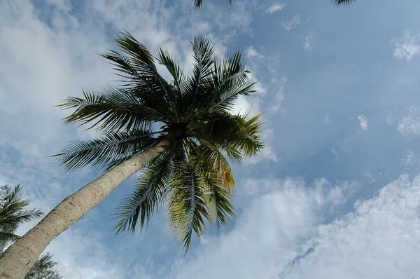 Palma y cielo azul — Foto de Stock