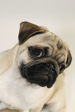 Pug puppy portrait clipart