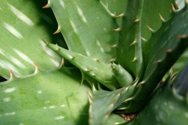 Aloe portre yatay