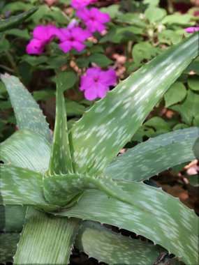 Aloe dikey Bahçe