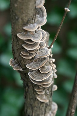 Lacey Tree Fungus Vertical clipart