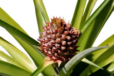 Growing Pineapple clipart