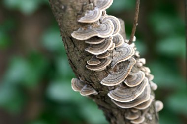 Lacy Tree Fungus Horizontal clipart