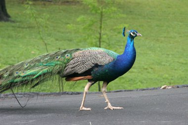 Peacock 3 clipart