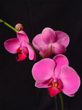 Perfect Pink Orchids clipart