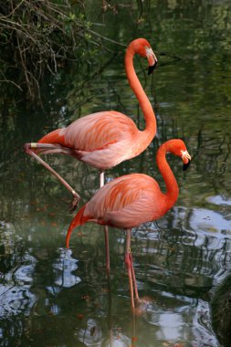 Photogenic Flamingos clipart
