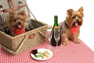 Puppies on Picnic clipart