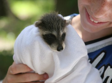 Rescued Raccoon Baby clipart