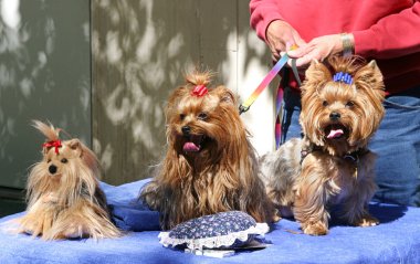 Three Toy Yorkies clipart