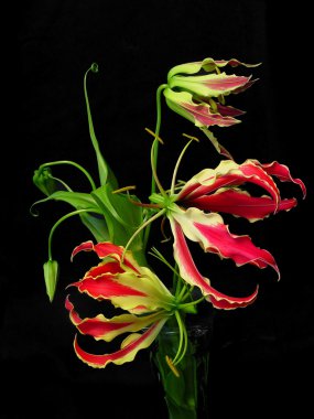 Gloriosa Superba clipart