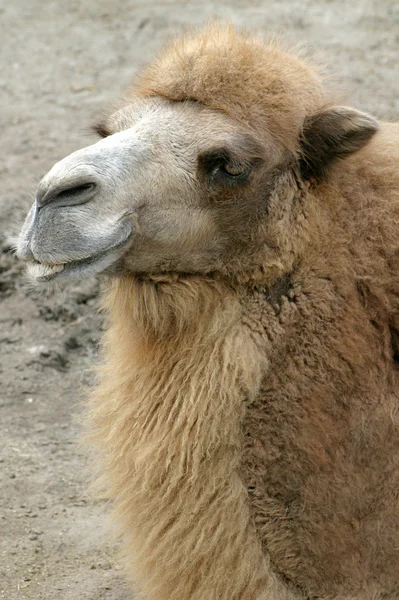 Glückliches Kamel — Stockfoto