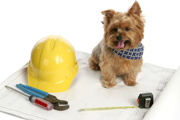 stock image Canine Architect