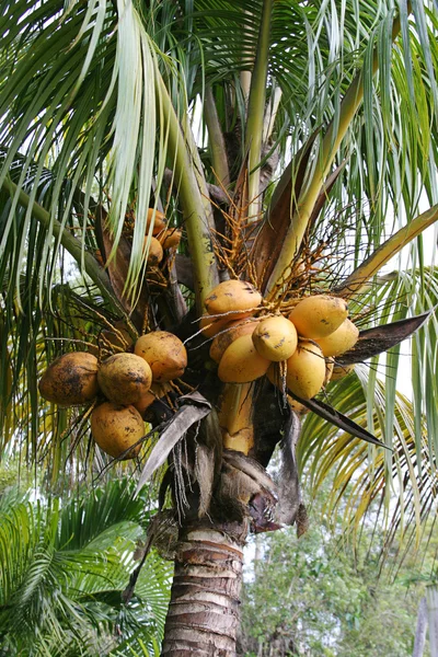 Kokosnoten groeiende — Stockfoto
