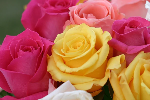 Colorful Rose Background — Stock Photo, Image