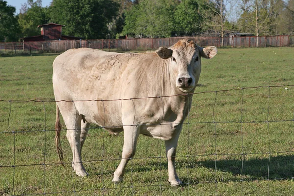 Stock image Don't Fence Me In